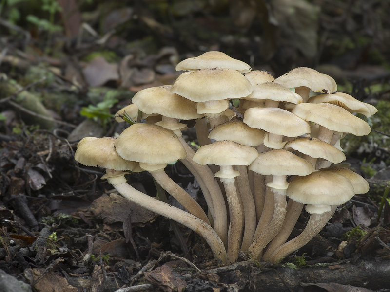 Armillaria mellea